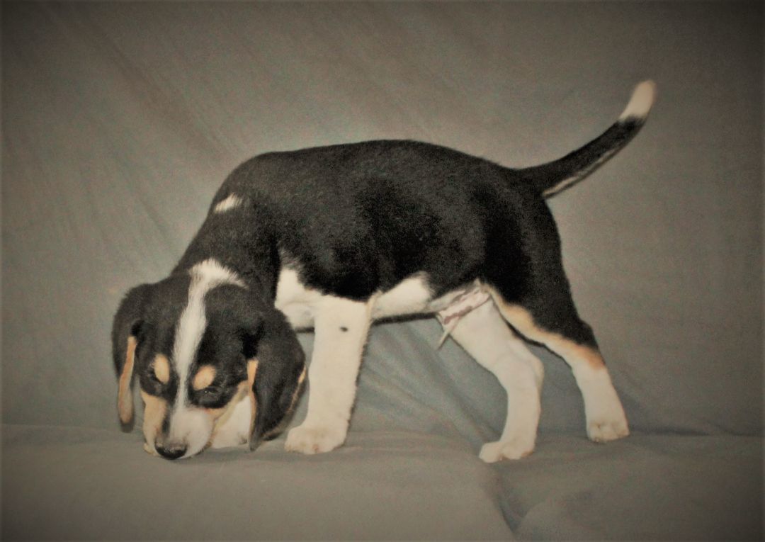 Willie Dynamite, Adopted, Puppy Male Beagle & Labrador Retriever.