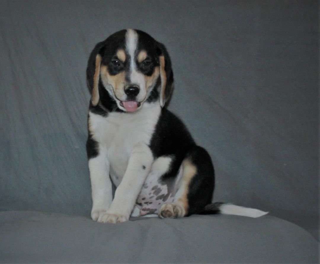 Enlarge Willie Dynamite, a Adopted mixed breed in Franklin, AR image 3/4