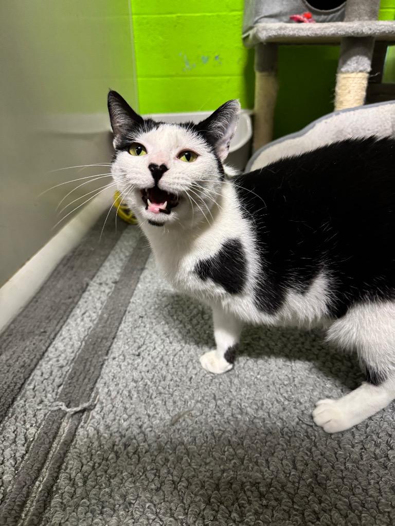 Enlarge Sunny, a Adoptable mixed breed in Lancaster, PA image 2/2