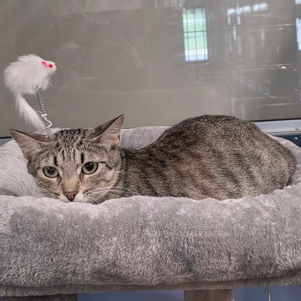 Tiffany, Adoptable, Adult Female Domestic Short Hair.