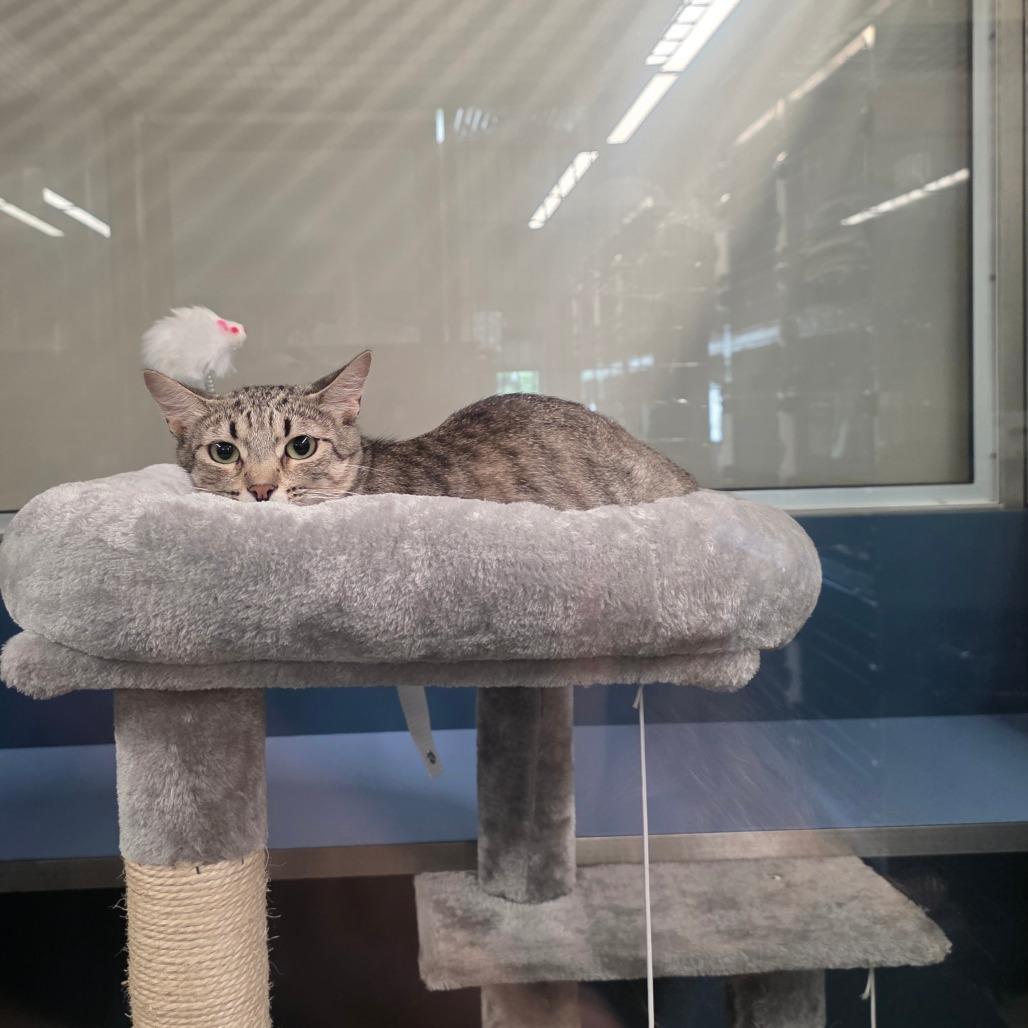 Tiffany, a Adoptable Domestic Short Hair in Sand Springs, OK image 2/3