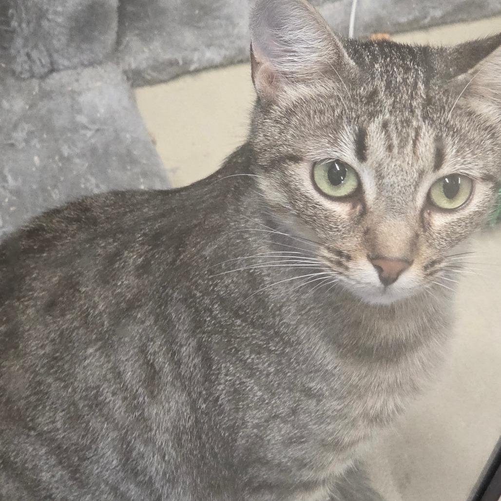 Enlarge Tiffany, a Adoptable Domestic Short Hair in Sand Springs, OK image 3/5