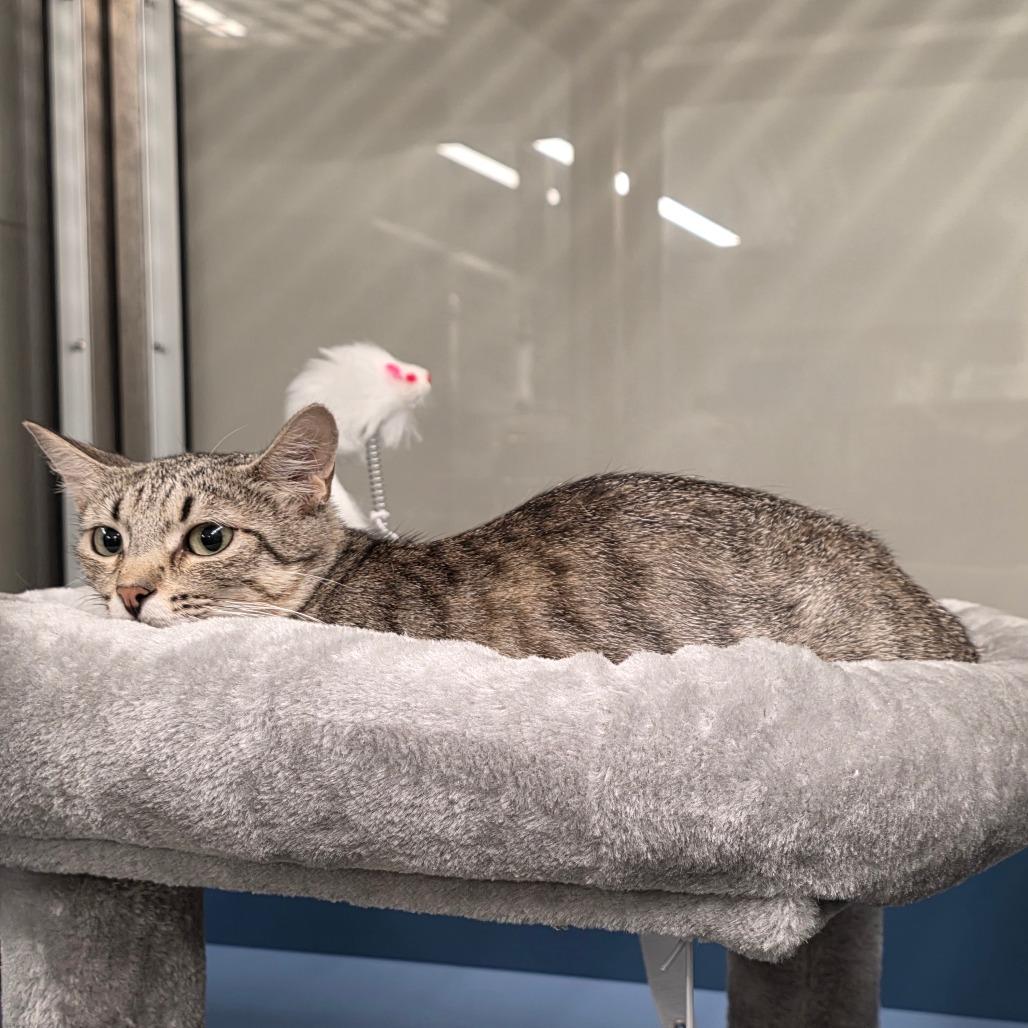 Tiffany, a Adoptable Domestic Short Hair in Sand Springs, OK image 3/3