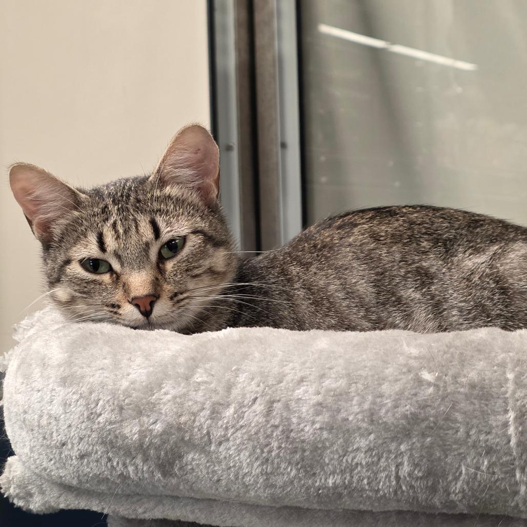 Enlarge Tiffany, a Adoptable Domestic Short Hair in Sand Springs, OK image 5/5
