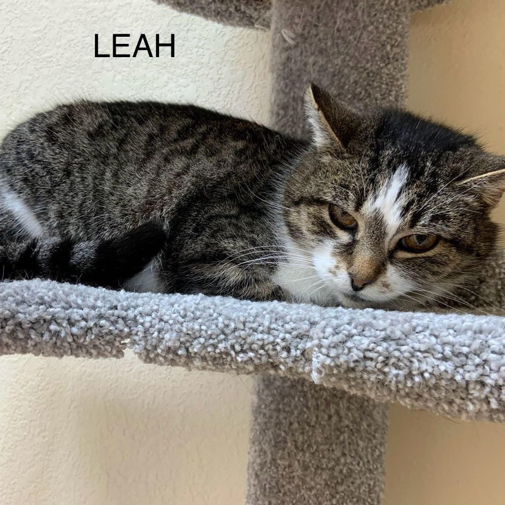 Enlarge Leah, a Adoptable Tiger in Rushville, IL image 1/1