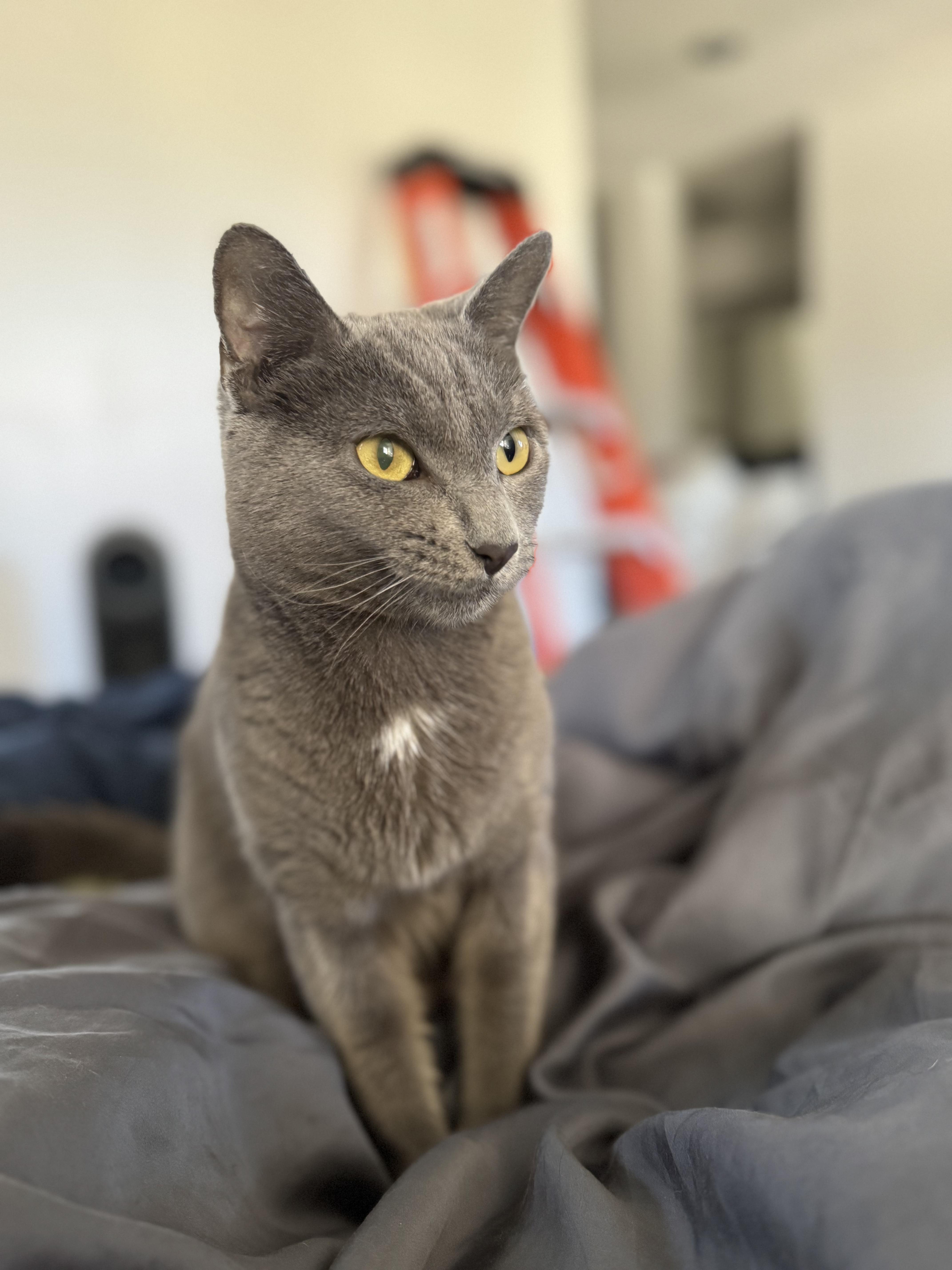 Enlarge Merry, a Adoptable Domestic Short Hair in Boston, MA image 3/3