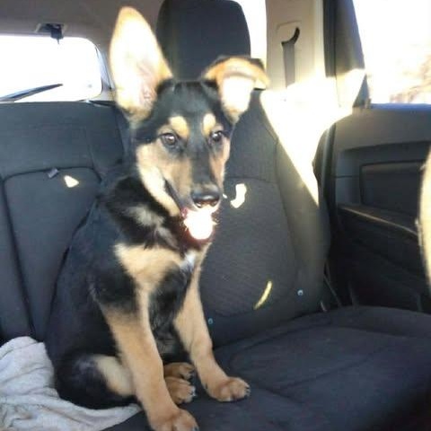 Enlarge Hastings, a ADOPTABLE mixed breed in Hopkinton, MA image 2/4