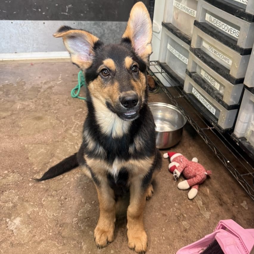 Enlarge Hastings, a ADOPTABLE mixed breed in Hopkinton, MA image 1/4