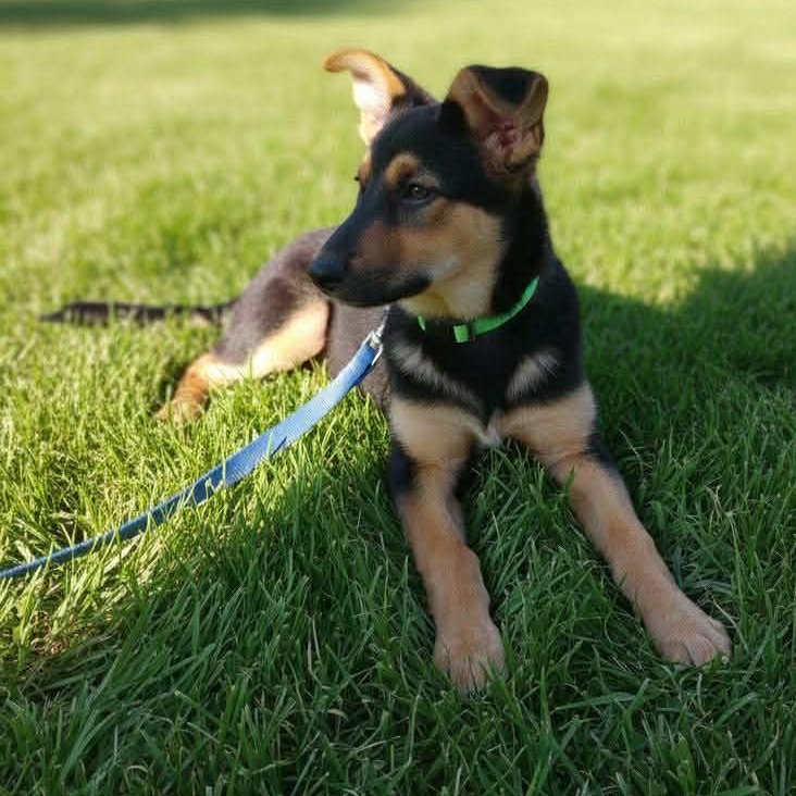 Enlarge Hastings, a ADOPTABLE mixed breed in Hopkinton, MA image 3/4