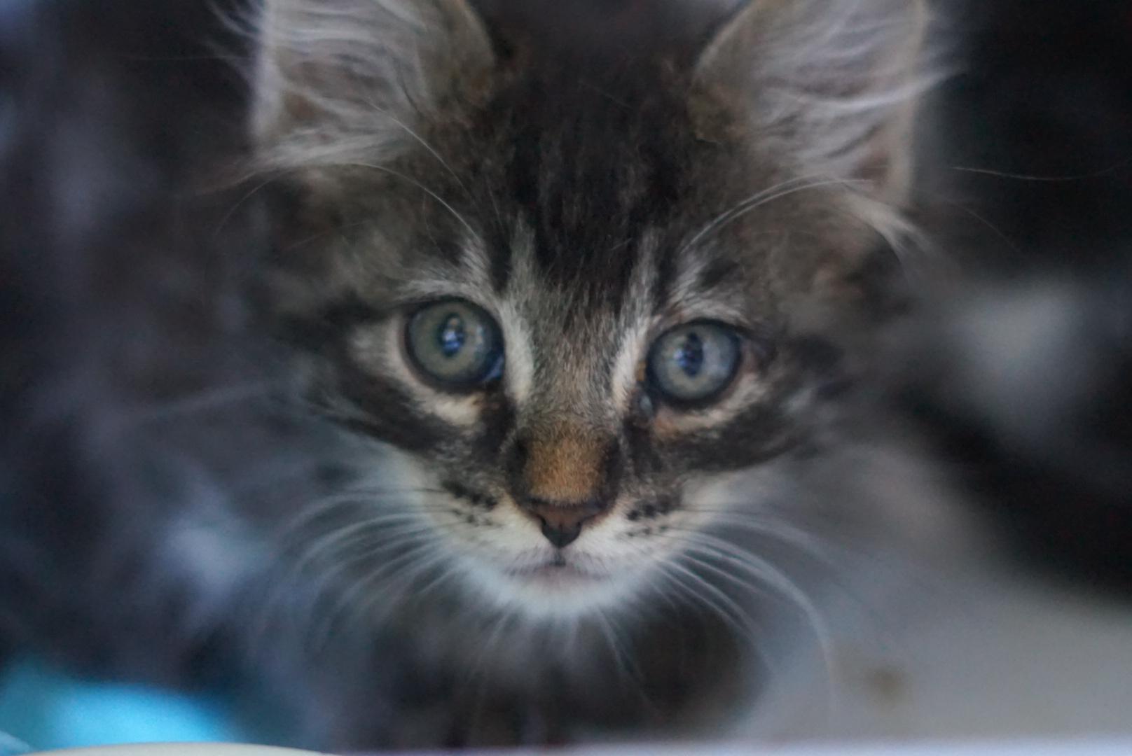 Kronk, a Adoptable Domestic Short Hair in Emeryville, CA image 2/5