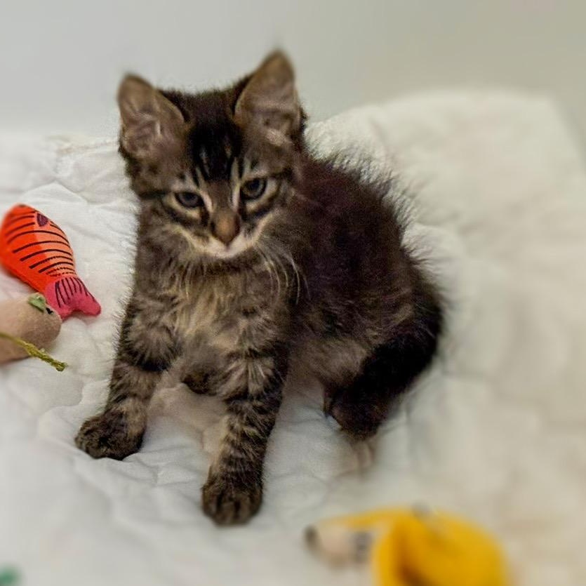 Kronk, a Adoptable Domestic Short Hair in Emeryville, CA image 3/5