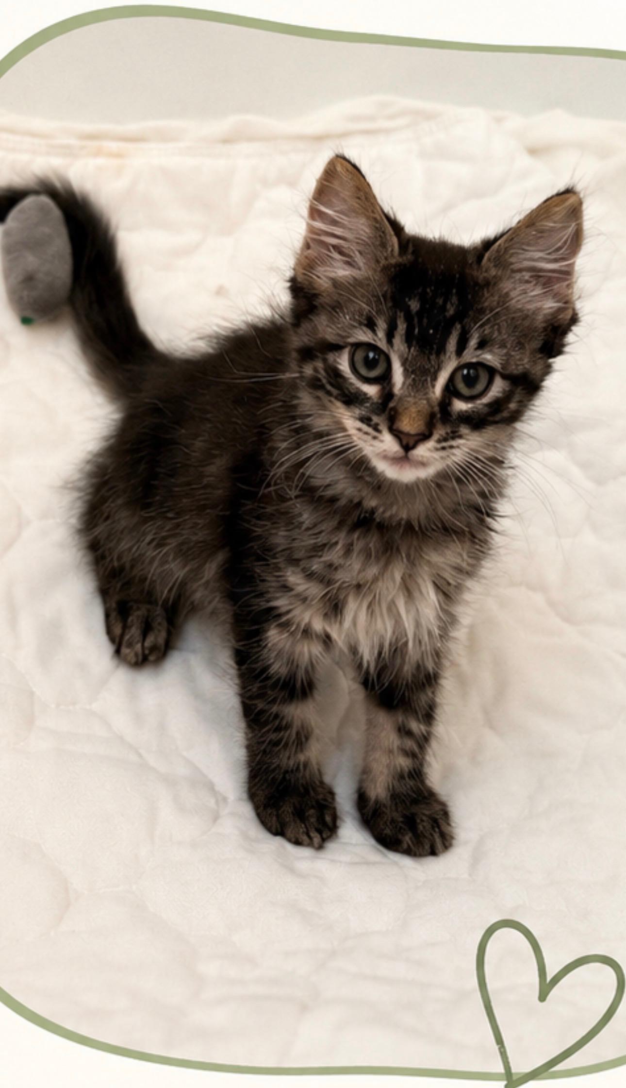 Kronk, a Adoptable Domestic Short Hair in Emeryville, CA image 1/5