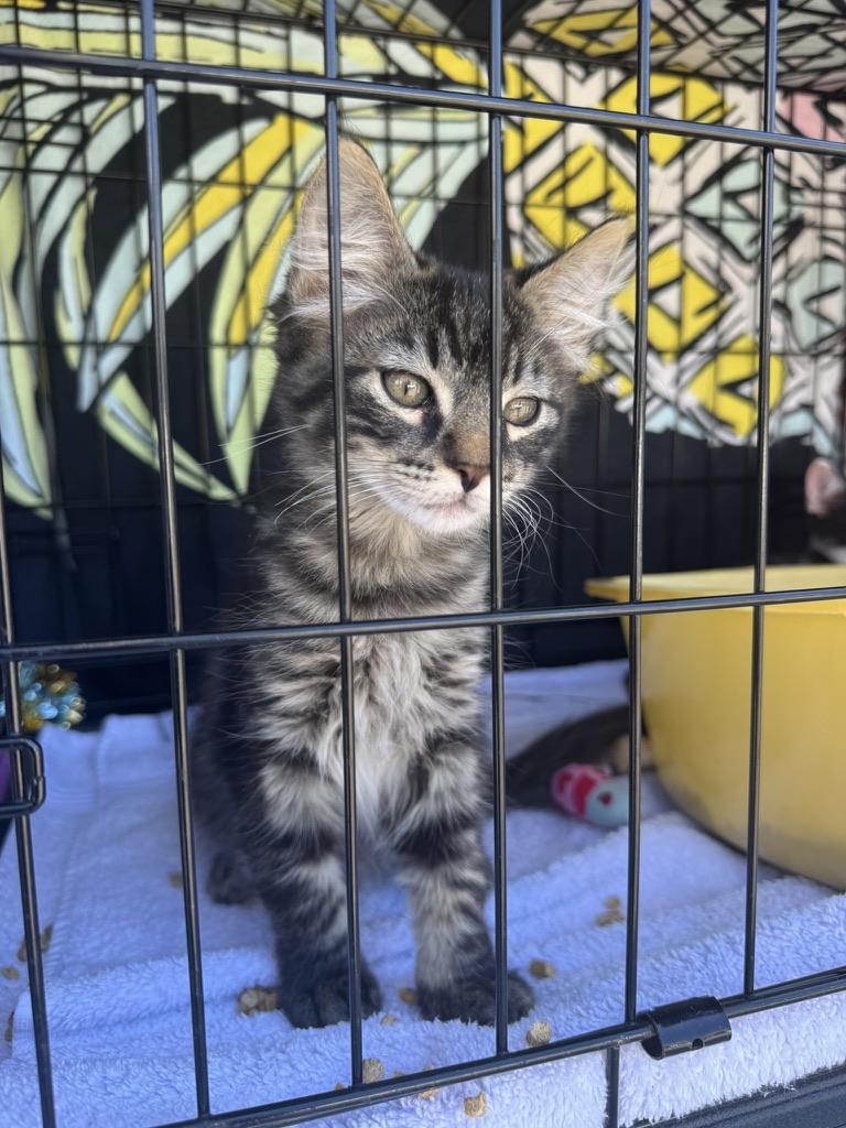 Kronk, a Adoptable Domestic Short Hair in Emeryville, CA image 4/5