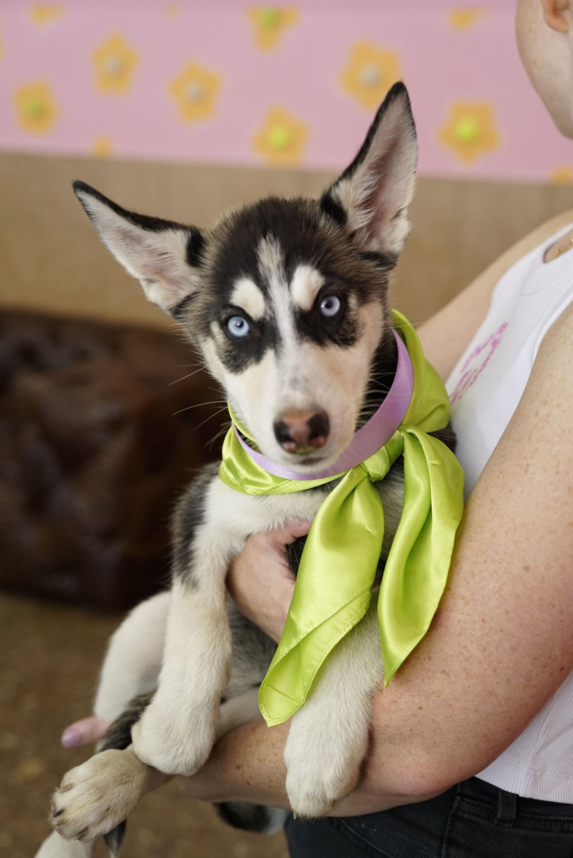 Daphne, a Adoptable Husky in Pasadena, CA image 4/4