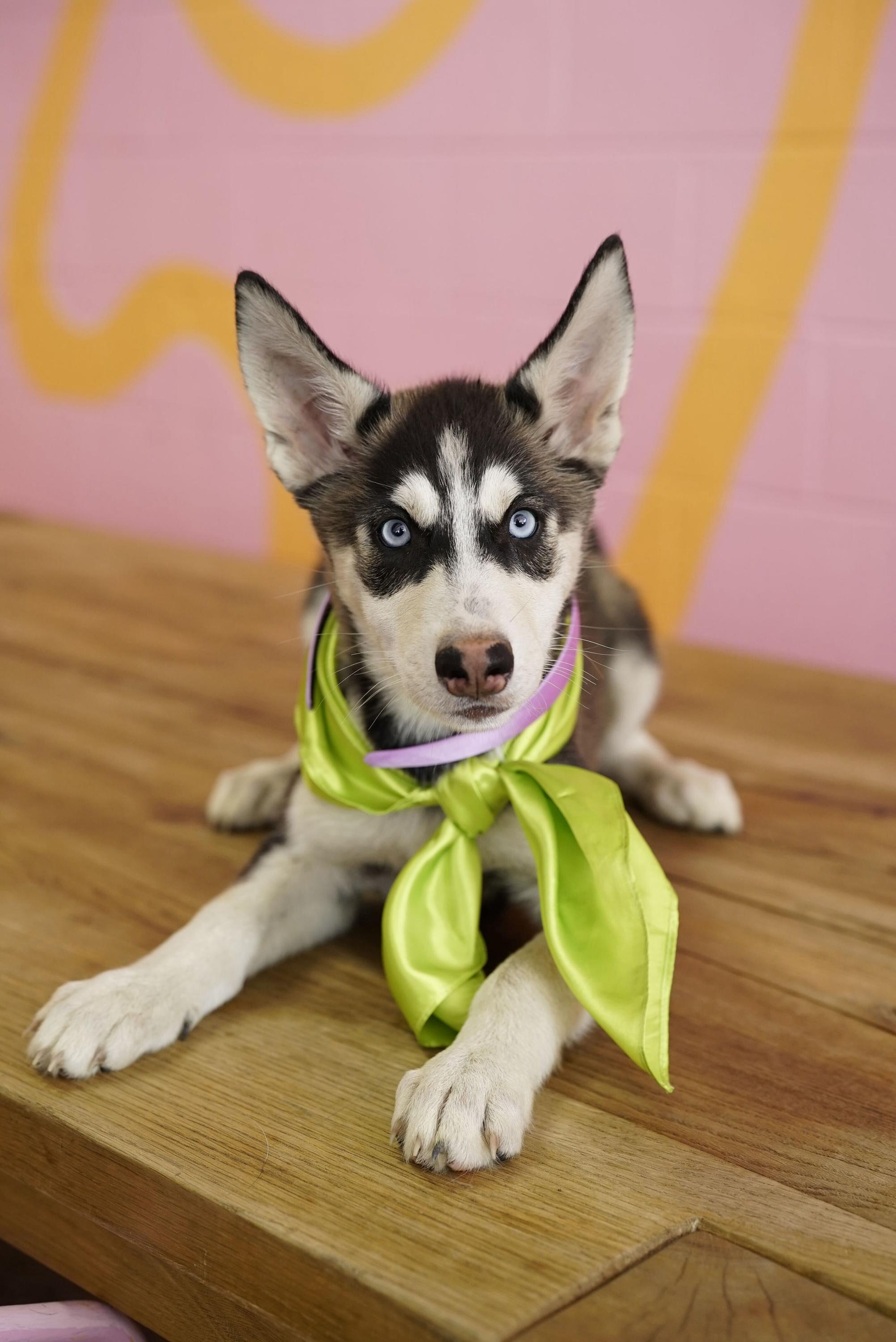 Daphne, Adoptable, Puppy Female Husky.