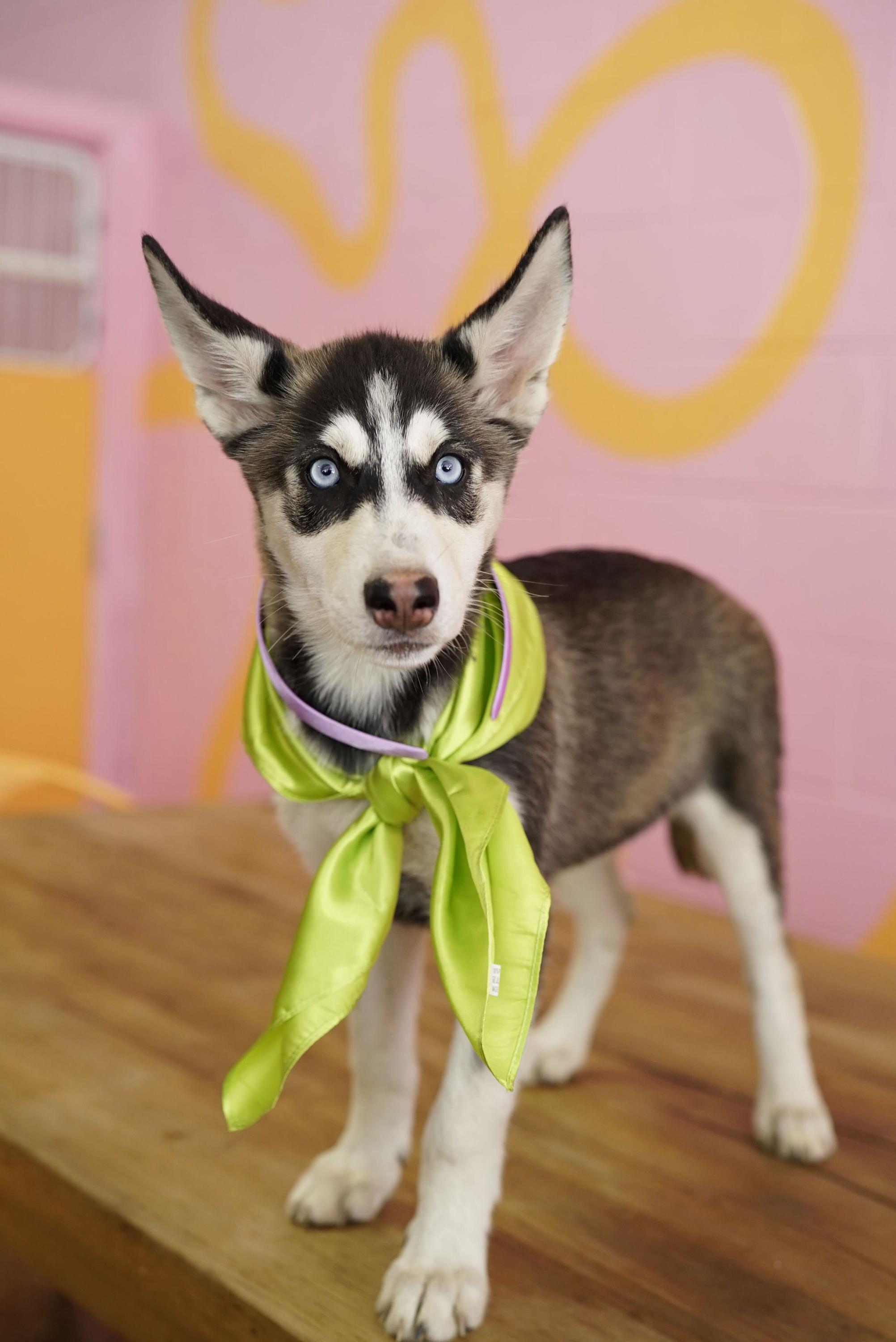 Daphne, a Adoptable Husky in Pasadena, CA image 3/4
