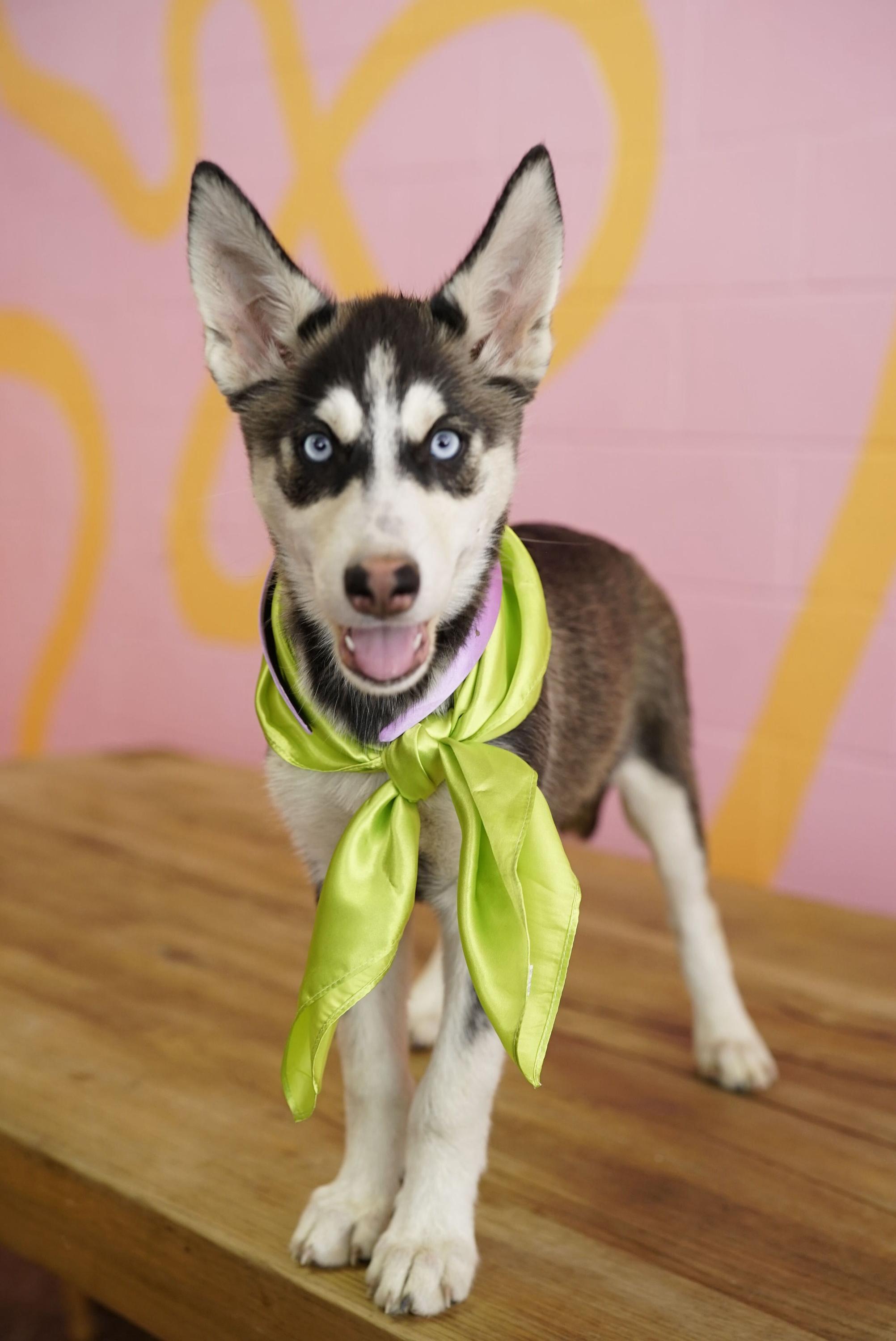 Daphne, a Adoptable Husky in Pasadena, CA image 2/4