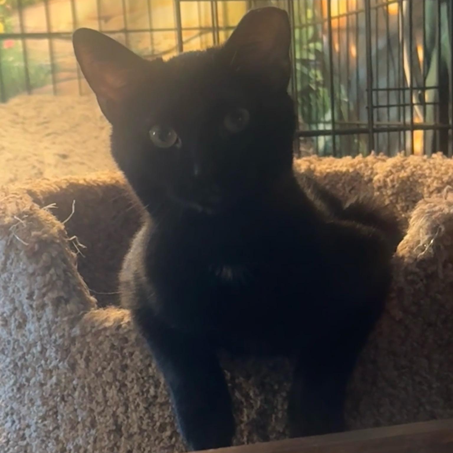 Pistol, ADOPTABLE, Young Female Domestic Short Hair.