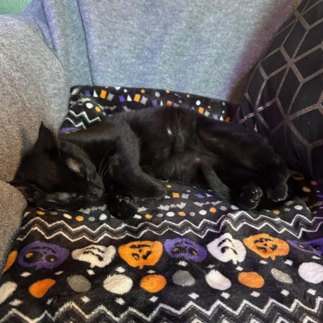 Pistol, a ADOPTABLE Domestic Short Hair in Richmond, VA image 2/4