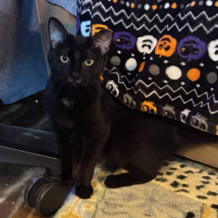 Pistol, a ADOPTABLE Domestic Short Hair in Richmond, VA image 3/4