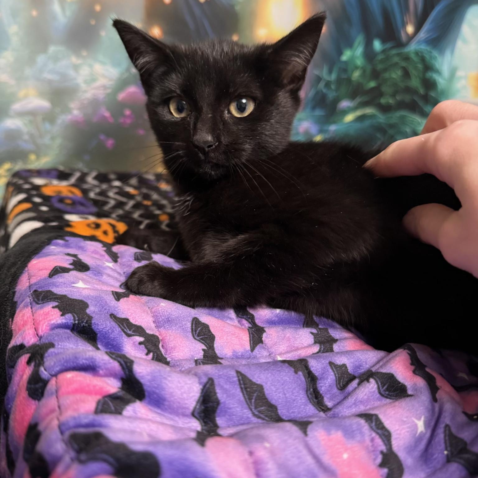 Pistol, a ADOPTABLE Domestic Short Hair in Richmond, VA image 4/4