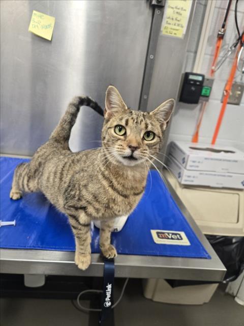 Enlarge SIENNA, a Adoptable Domestic Short Hair in Hagerstown, MD image 1/1