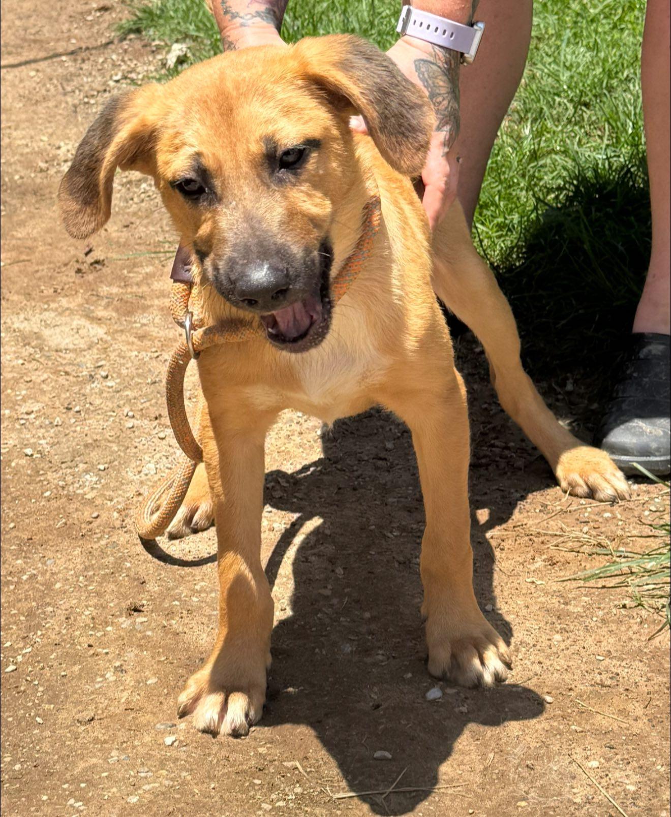 Enlarge Ronaldo, a Adoptable mixed breed in Jacksonville, TX image 1/1