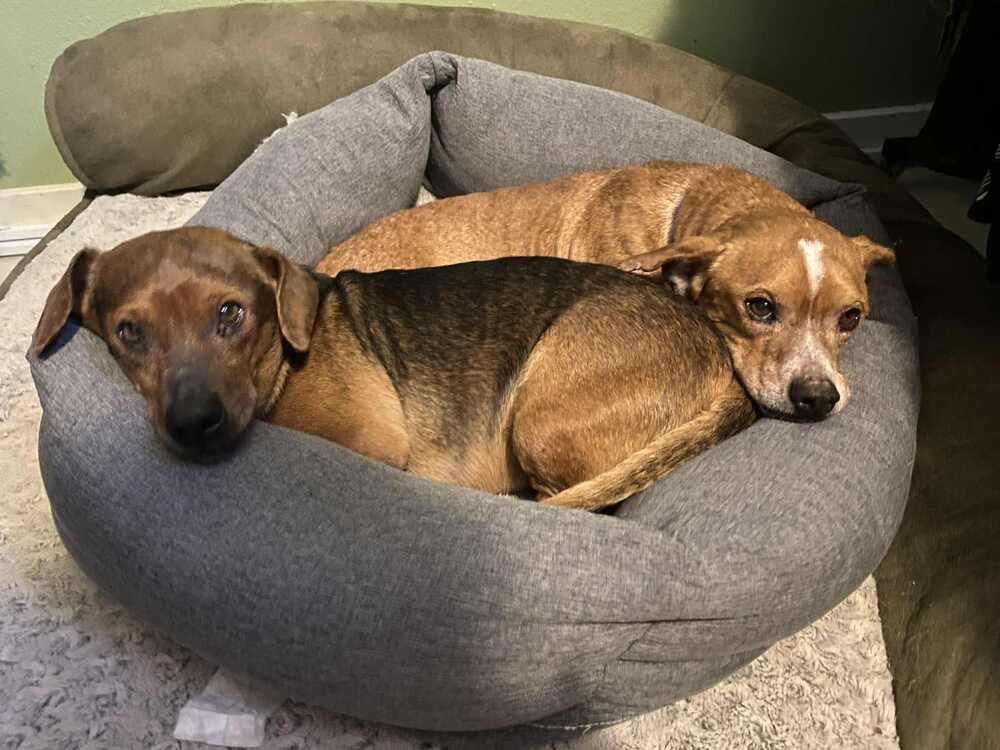 Enlarge Lee, a Adoptable Dachshund in Eagle, ID image 1/2