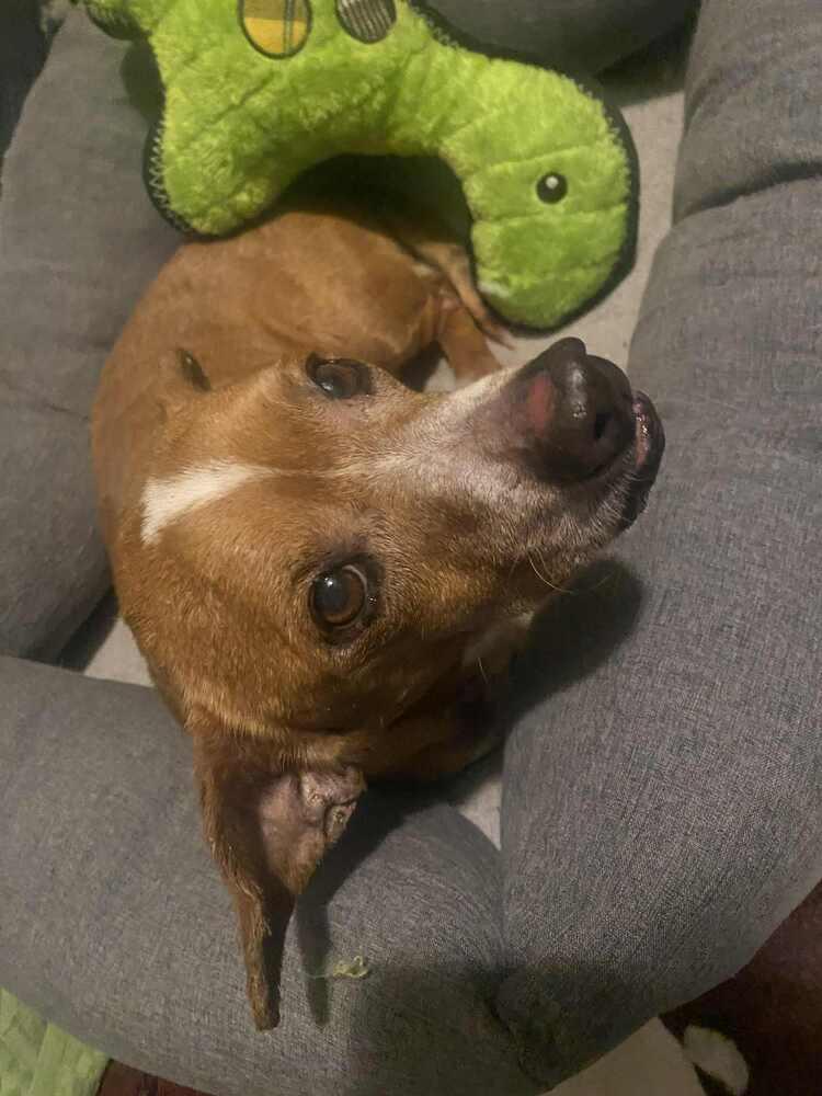 Enlarge Lee, a Adoptable Dachshund in Eagle, ID image 2/2