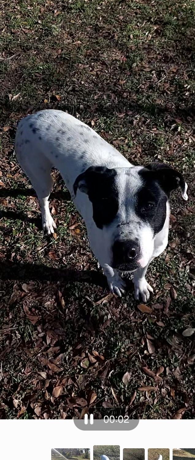 NEIKO  (I Sit Patiently Waiting for my Family, Sweet, Playful, Loves other dogs and his human) 5