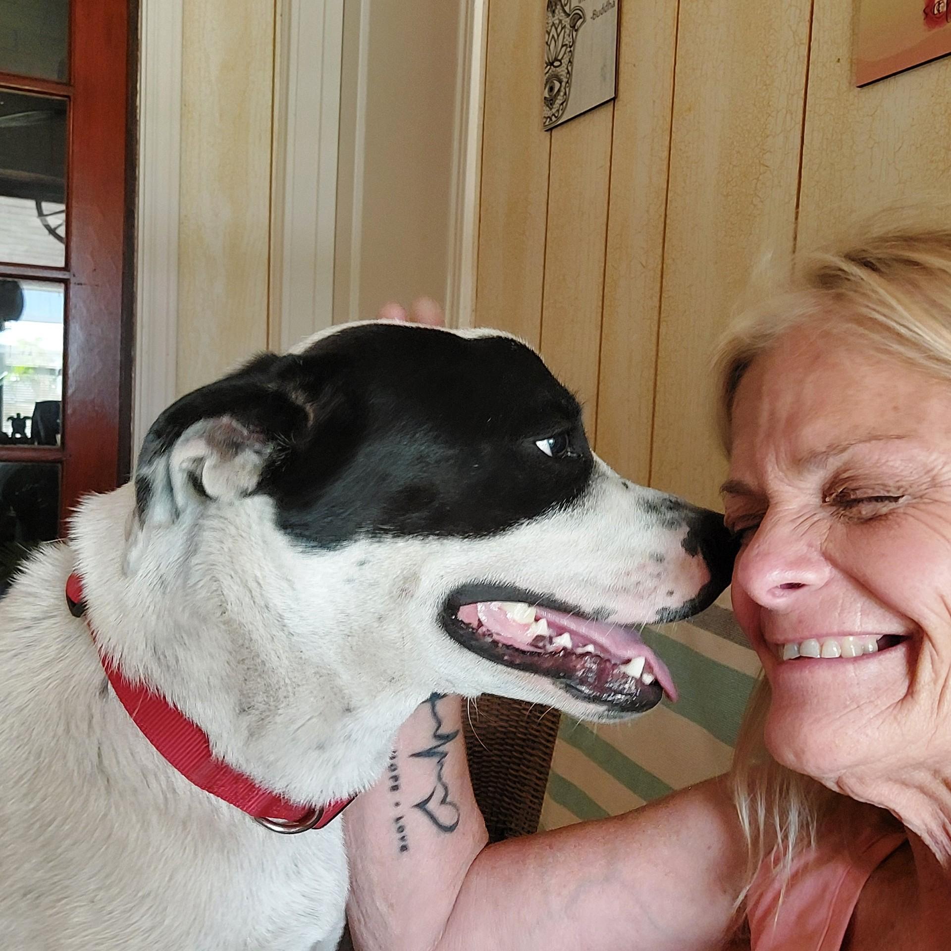 NEIKO  (I Sit Patiently Waiting for my Family, Sweet, Playful, Loves other dogs and his human) 4