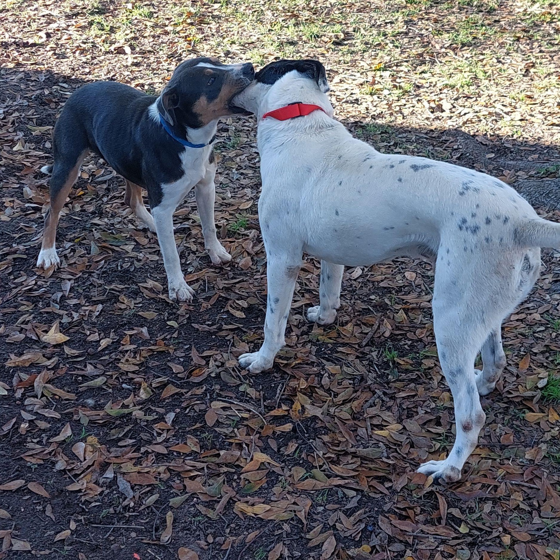 NEIKO  (I Sit Patiently Waiting for my Family, Sweet, Playful, Loves other dogs and his human) 6