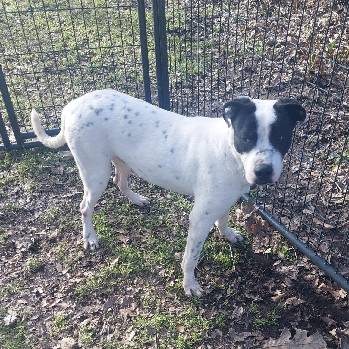 NEIKO  (I Sit Patiently Waiting for my Family, Sweet, Playful, Loves other dogs and his human) 2