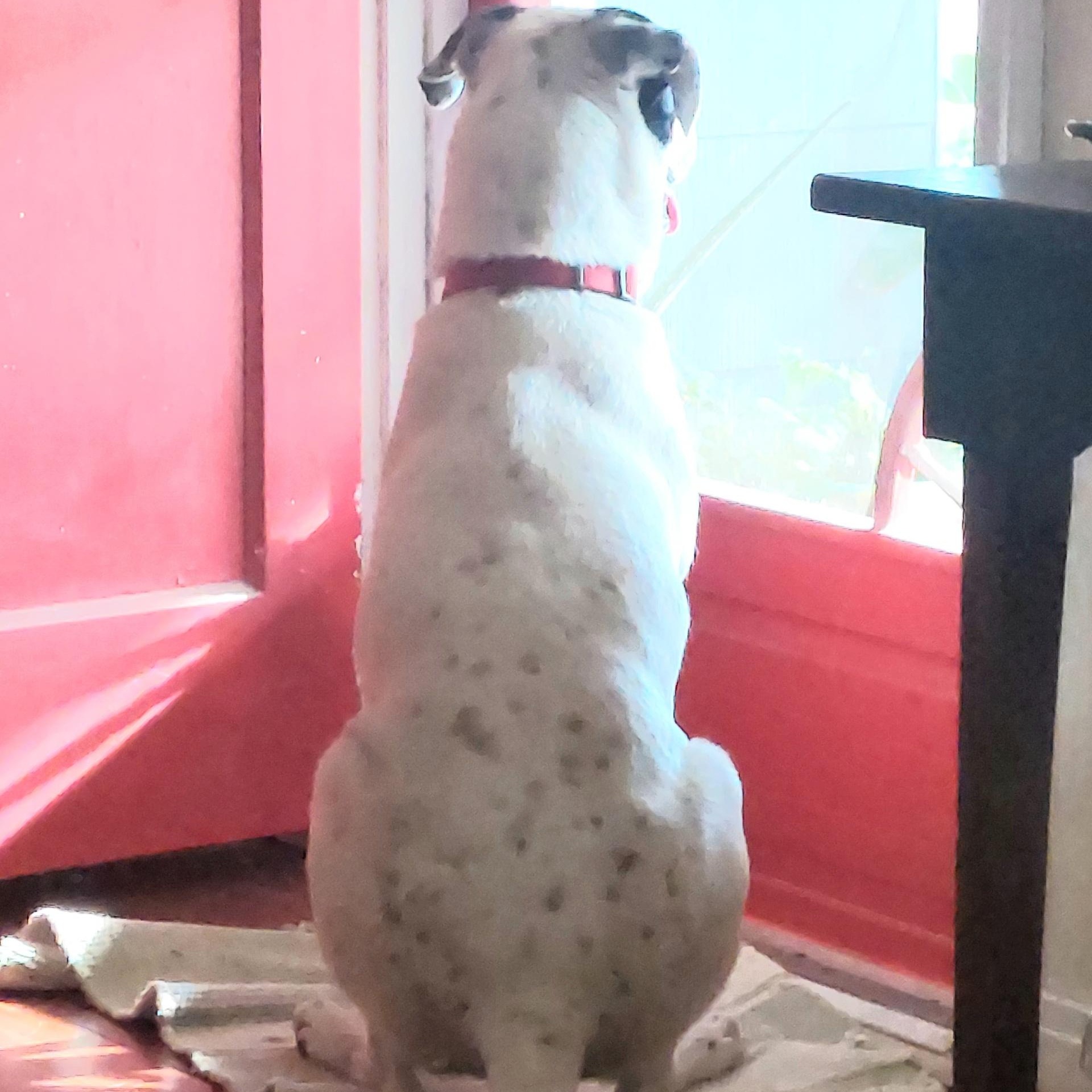 NEIKO (I Sit Patiently Waiting for my Family, Sweet, Playful, Loves other dogs and his human)