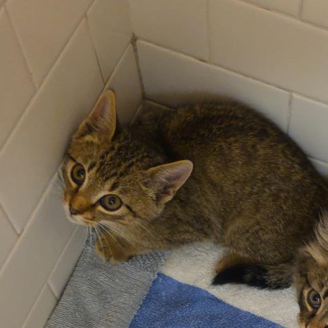 Enlarge Hissy Pants A25-248, a Adoptable Domestic Short Hair in SANTA ROSA BEACH, FL image 1/1