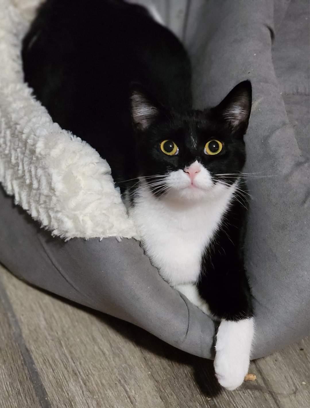 Enlarge Rosita, a ADOPTABLE Tuxedo in Johnson City, TN image 2/5