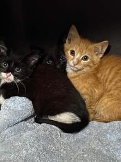 Enlarge Rosita, a ADOPTABLE Tuxedo in Johnson City, TN image 5/5