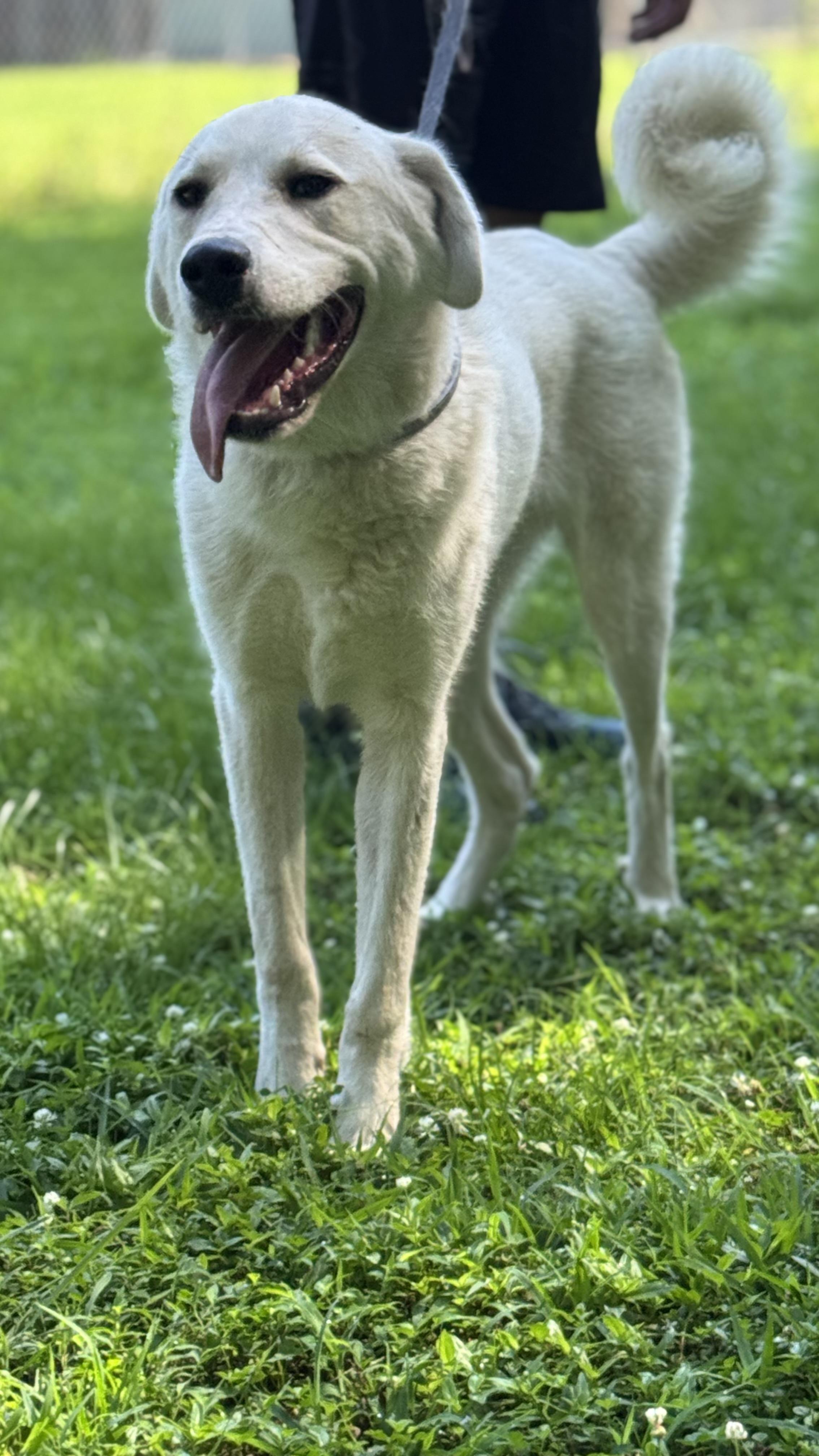 Kringle, Adoptable, Young Male Great Pyrenees & Anatolian Shepherd.