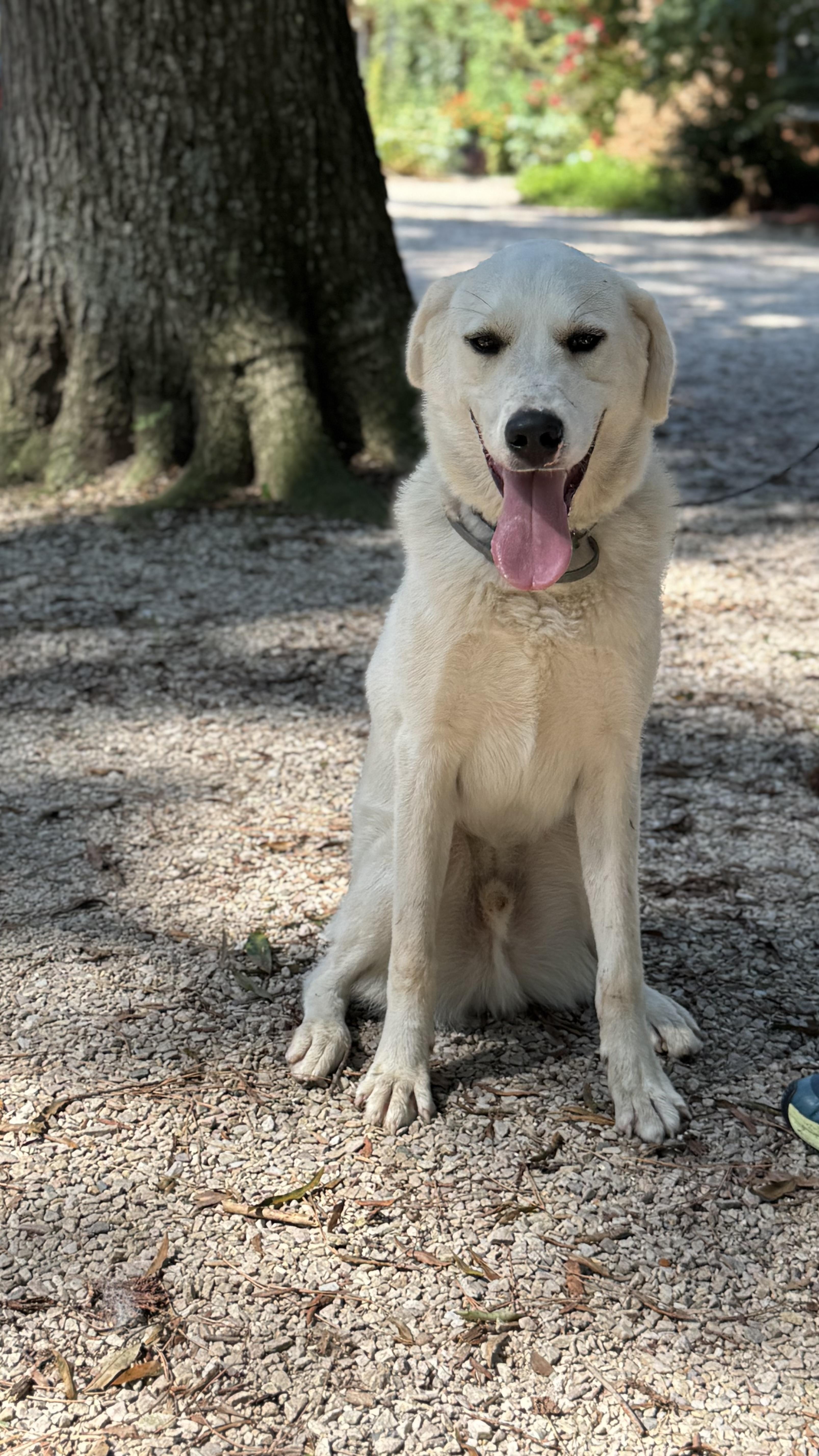 Kringle, a Adoptable mixed breed in Richmond, VA image 2/3