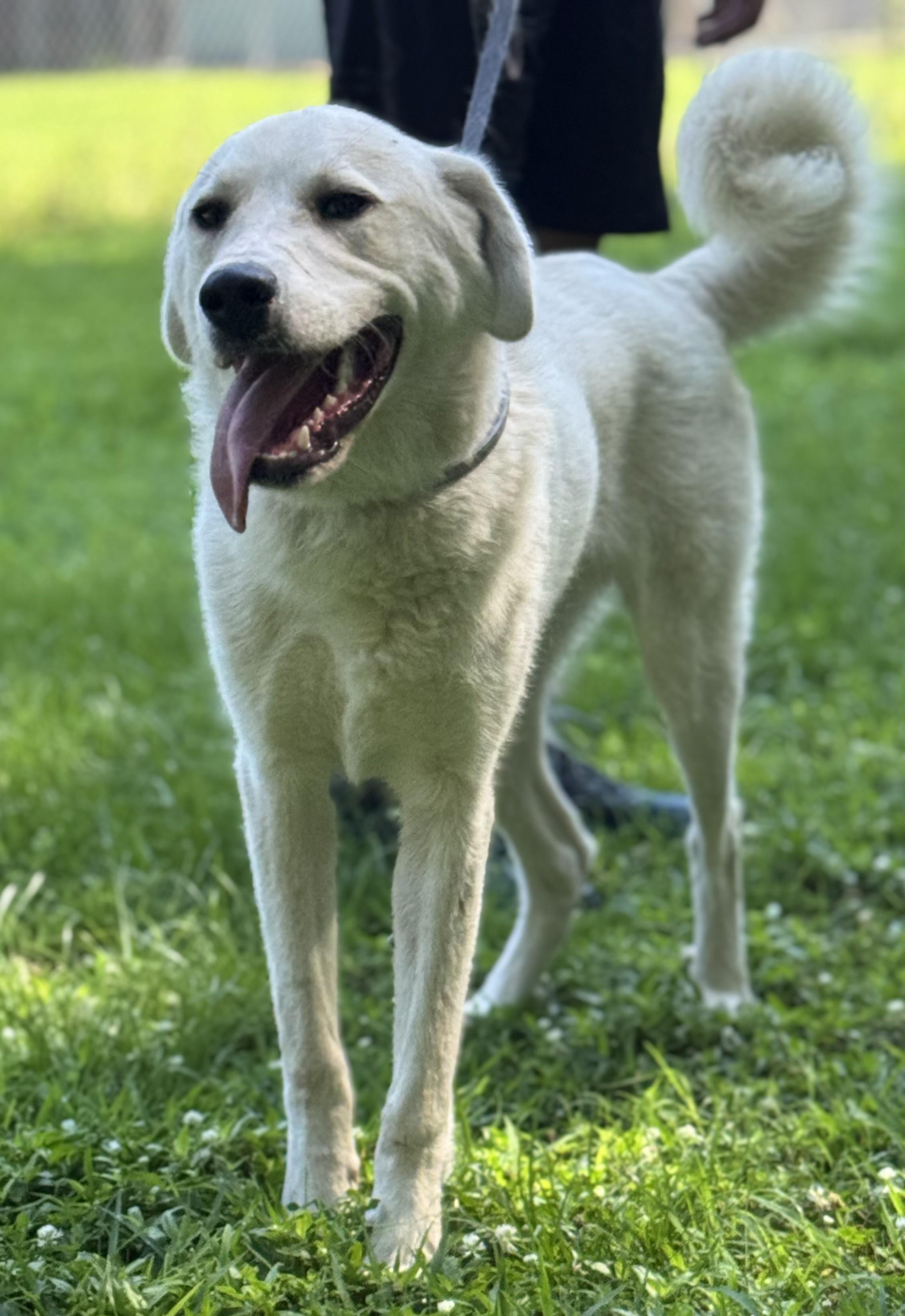 Kringle, a Adoptable mixed breed in Richmond, VA image 3/4