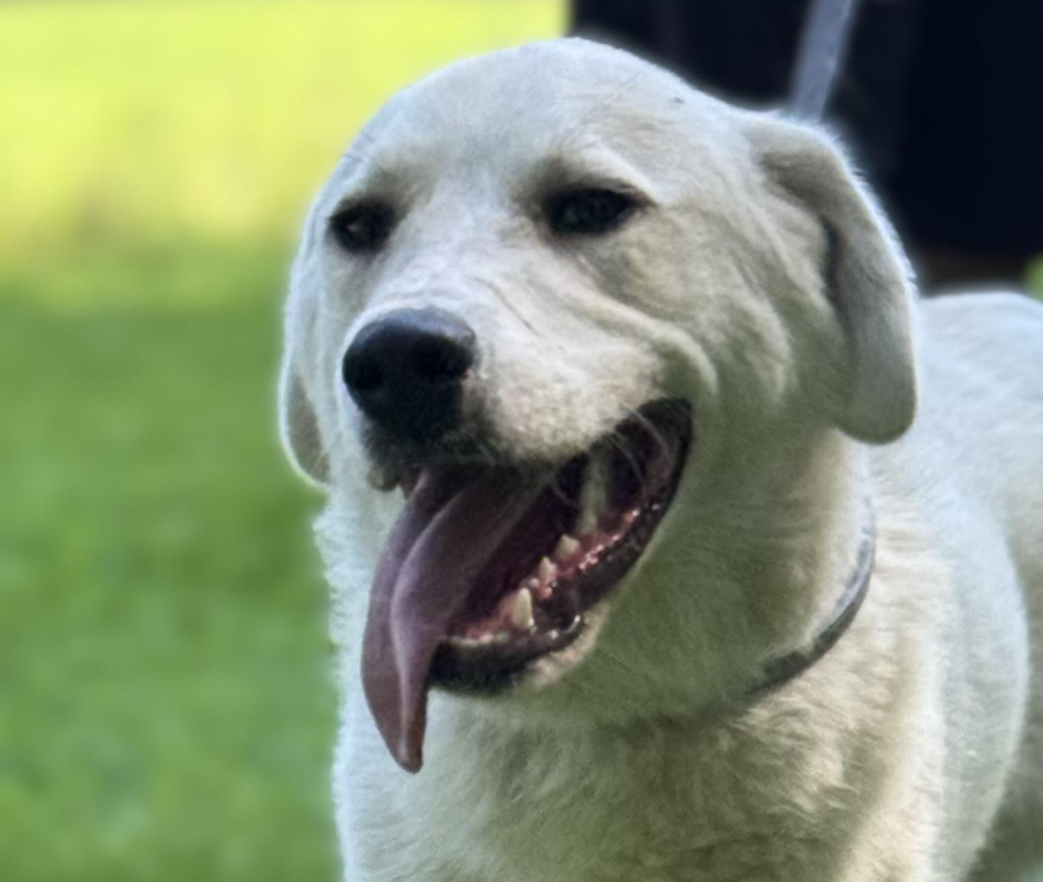 Kringle, Adoptable, Young Male Great Pyrenees & Anatolian Shepherd.