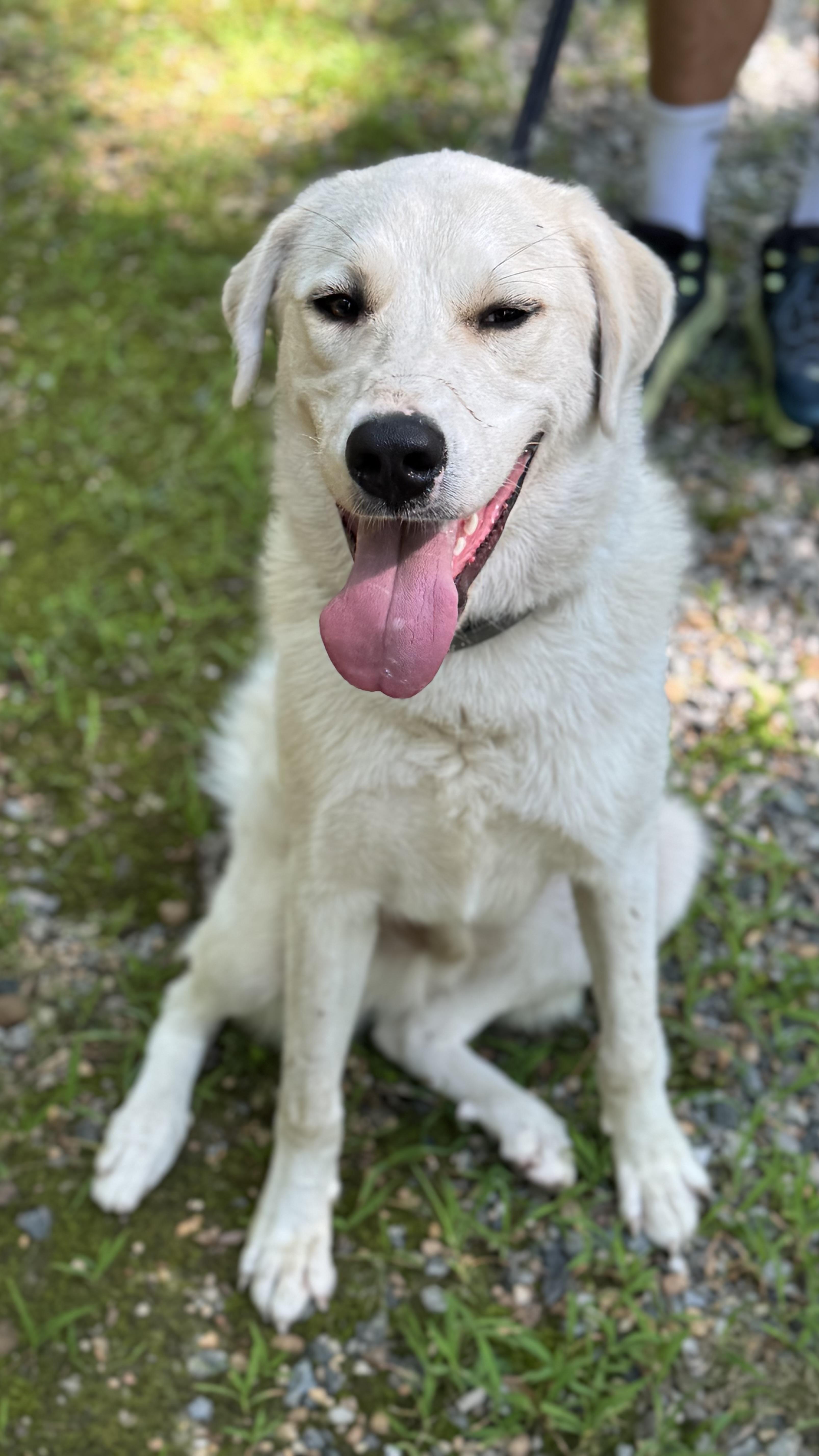 Kringle, a Adoptable mixed breed in Richmond, VA image 3/3