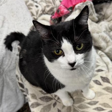 Oreo Age 12 Owner Moving, an adopted Domestic Short Hair in Clifton, NJ image 4/5