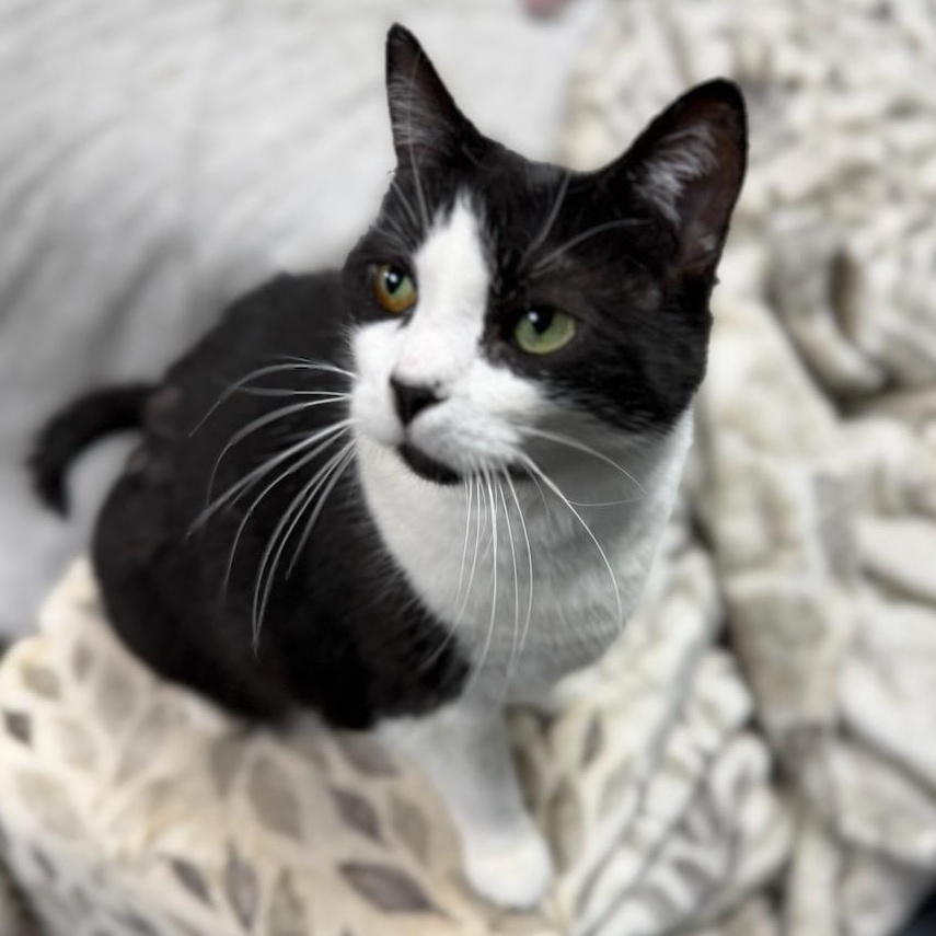 Oreo Age 12 Owner Moving, an adopted Domestic Short Hair in Clifton, NJ image 2/5