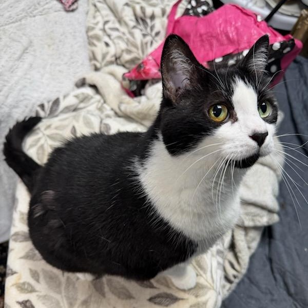 Oreo Age 12 Owner Moving, an adopted Domestic Short Hair in Clifton, NJ image 3/5