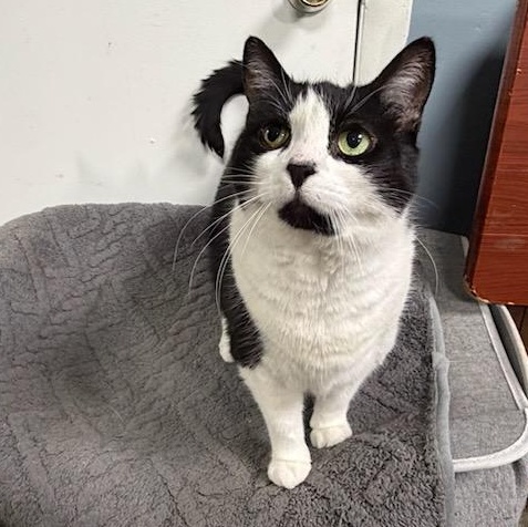 Oreo Age 12 Owner Moving, an adopted Domestic Short Hair in Clifton, NJ image 5/5