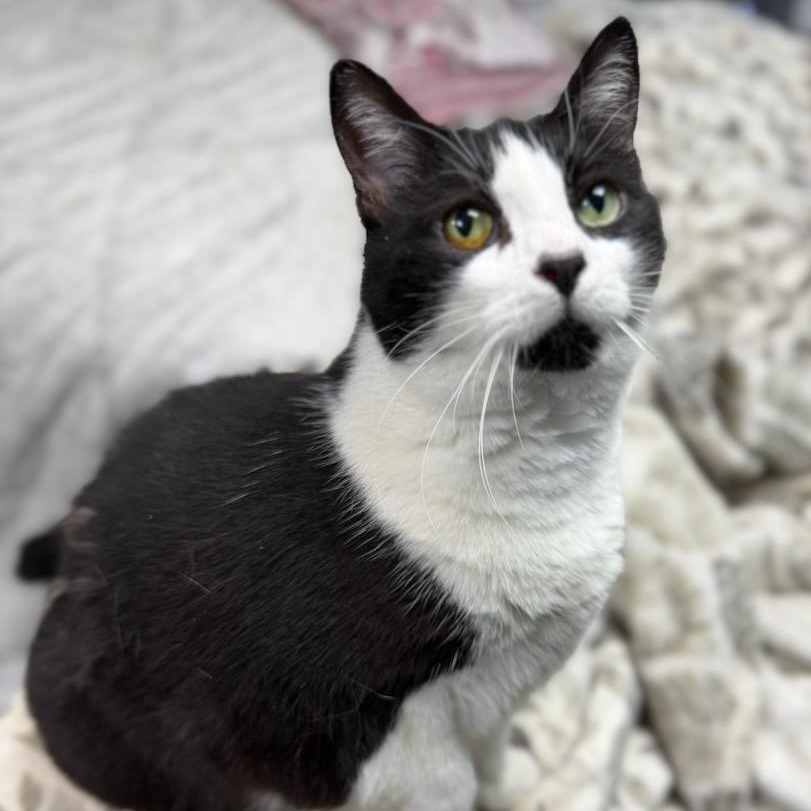Oreo Age 12 Owner Moving, an adopted Domestic Short Hair in Clifton, NJ image 1/5
