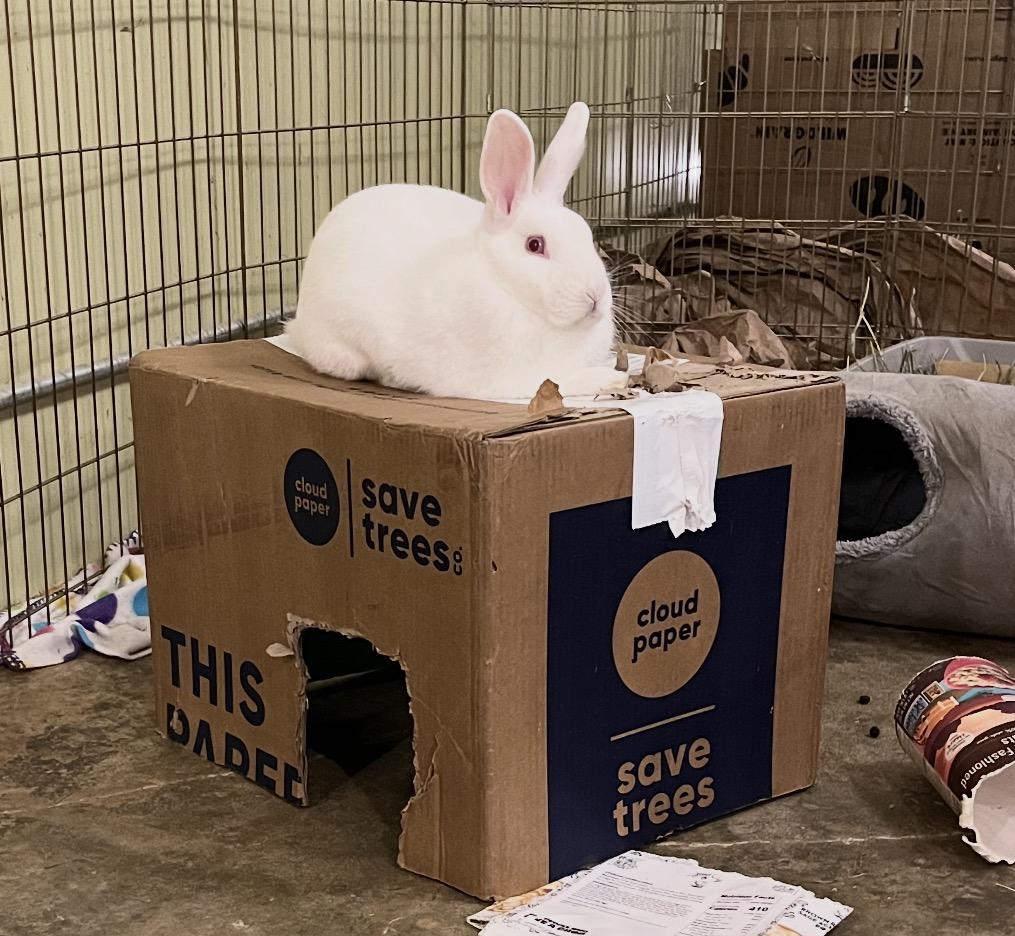 Enlarge Boo, a ADOPTABLE mixed breed in Omaha, NE image 2/2