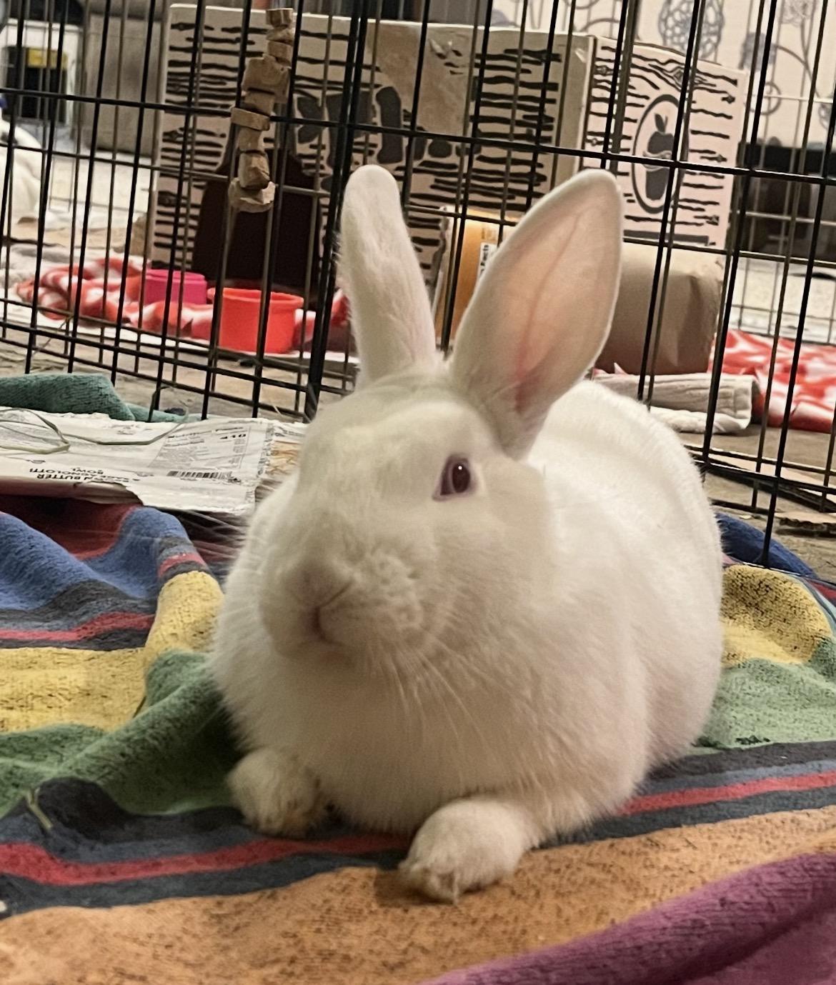Boo, ADOPTABLE, Young Male New Zealand.