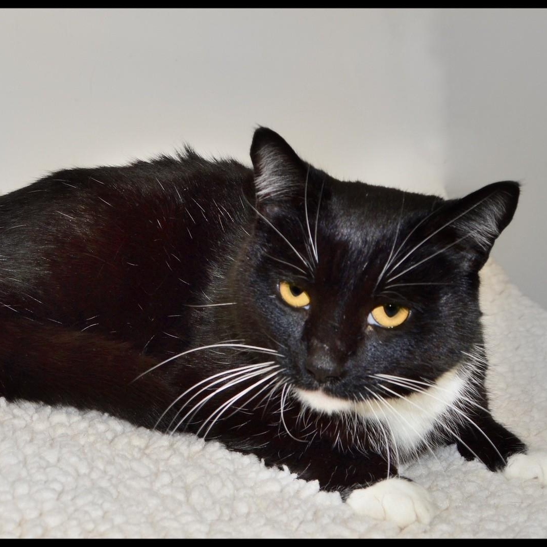 Garth, ADOPTABLE, Adult Male Tuxedo.